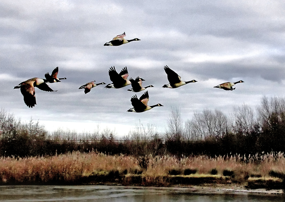 Second - David Robinson